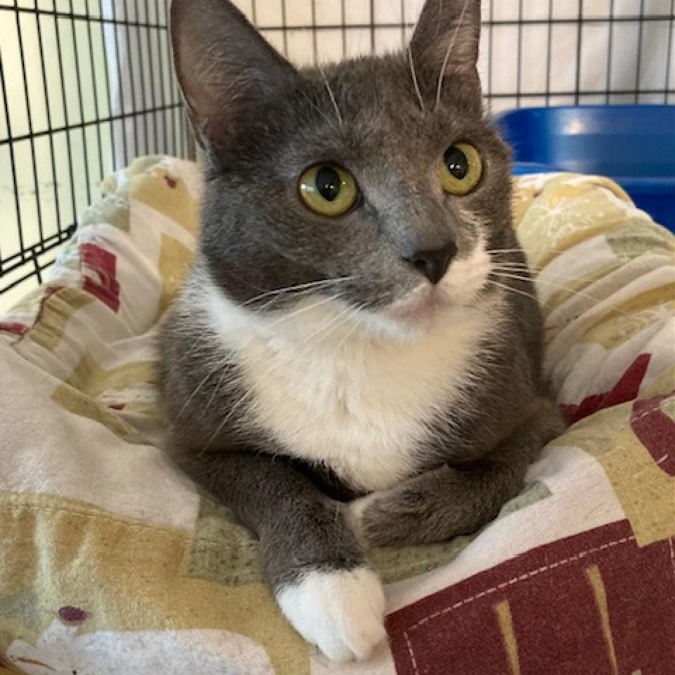 Salsa 2023, a Adoptable Domestic Short Hair in Bensalem, PA image 3/3