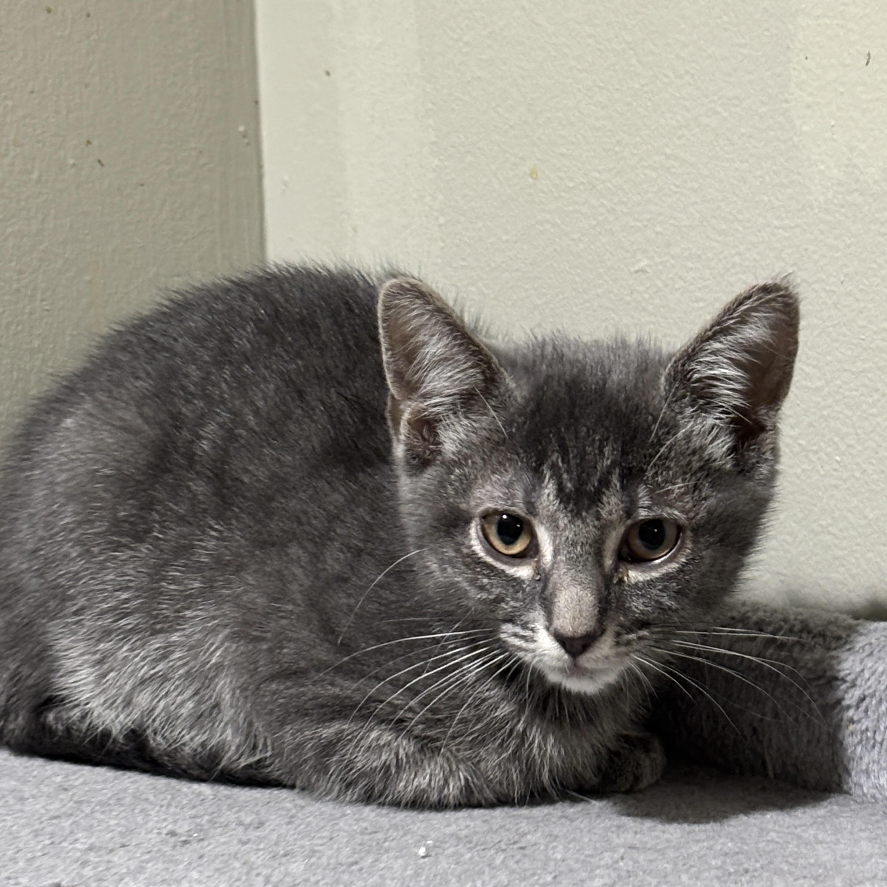 Enlarge Lola, a Adoptable Domestic Short Hair in East Hanover, NJ image 1/1