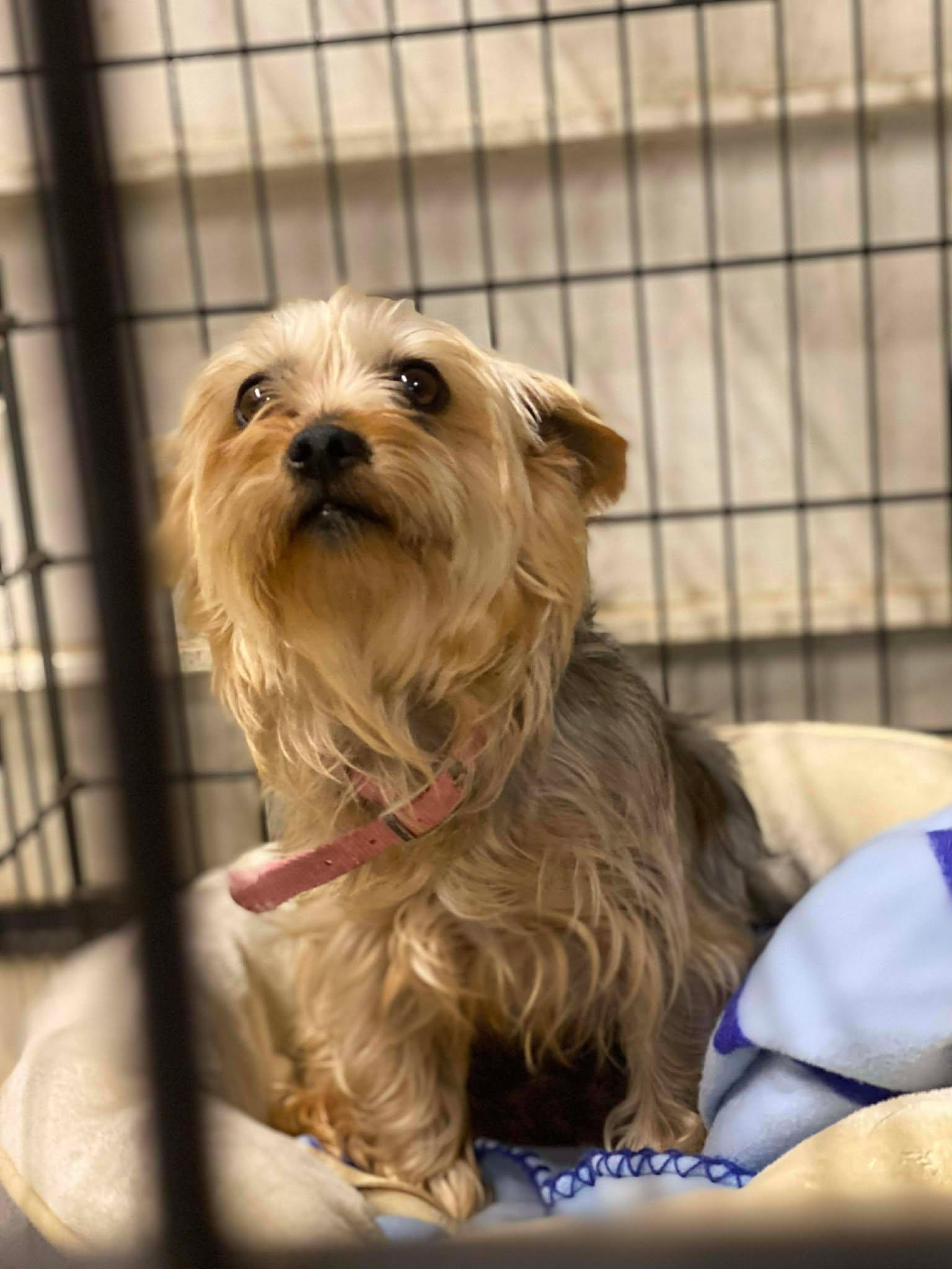 Lillian, Adopted, Adult Female Yorkshire Terrier.