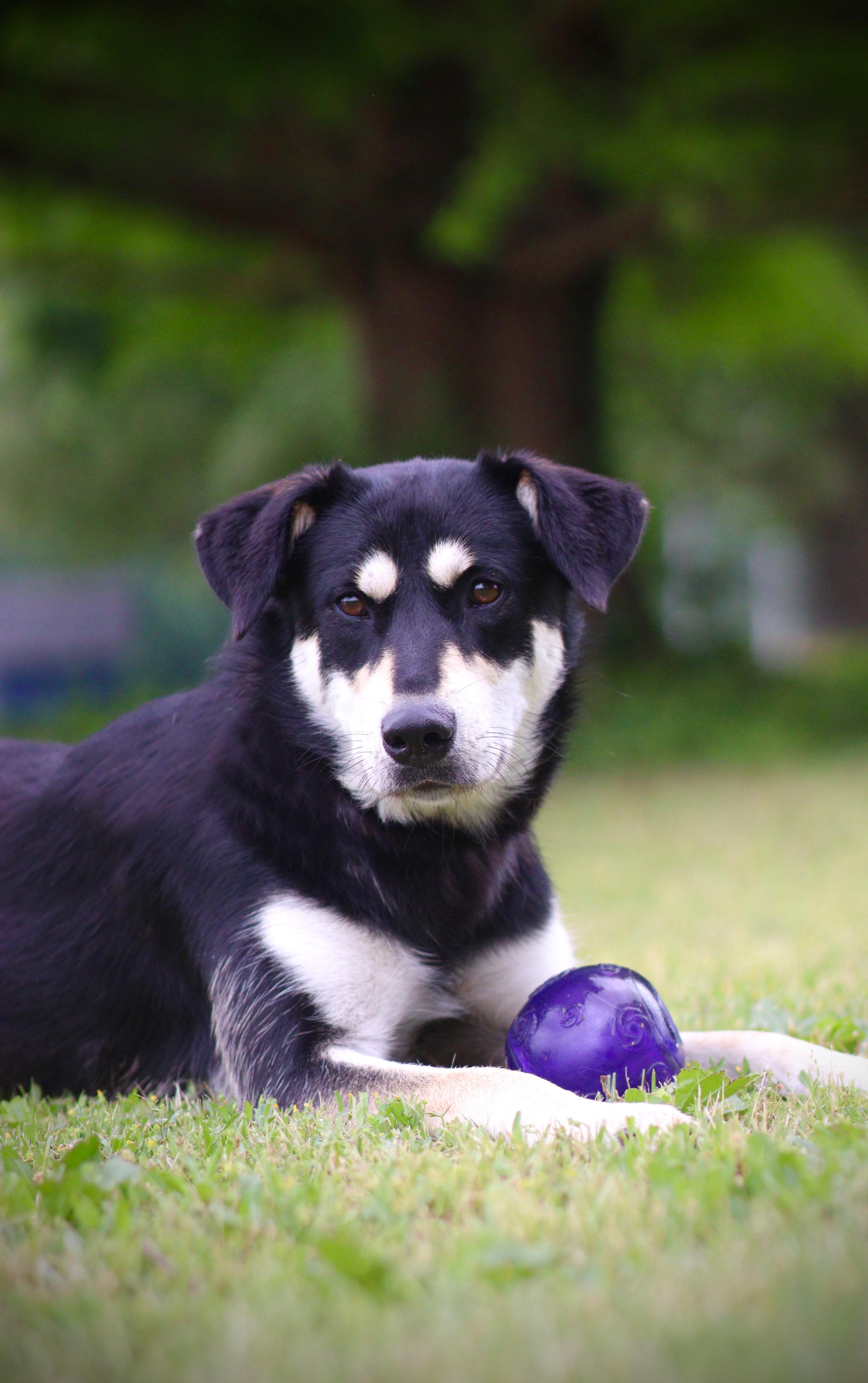 Envy, Adoptable, Young Female German Shepherd Dog & Husky.