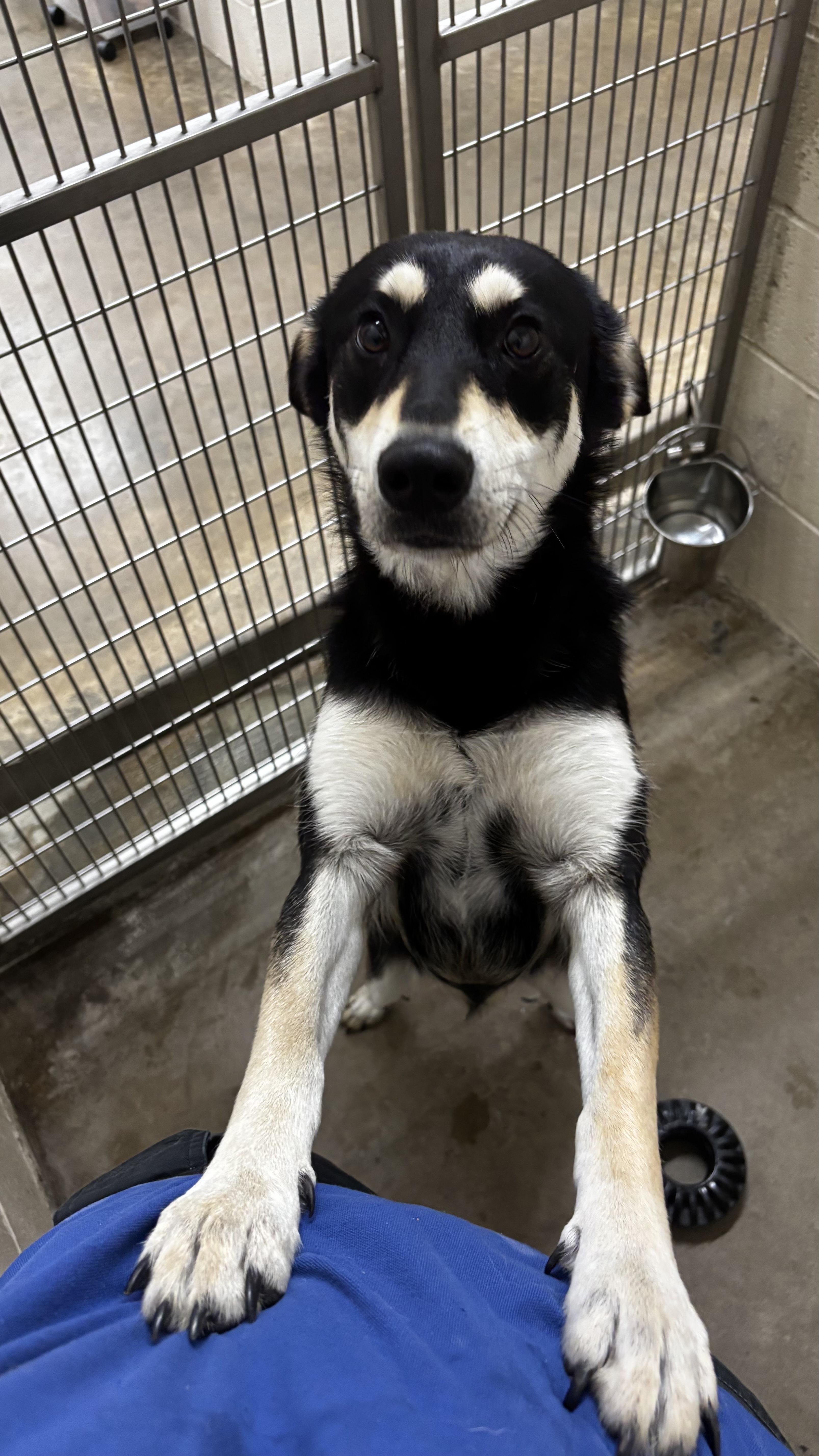 Enlarge Envy, a Adoptable mixed breed in Collierville, TN image 2/3