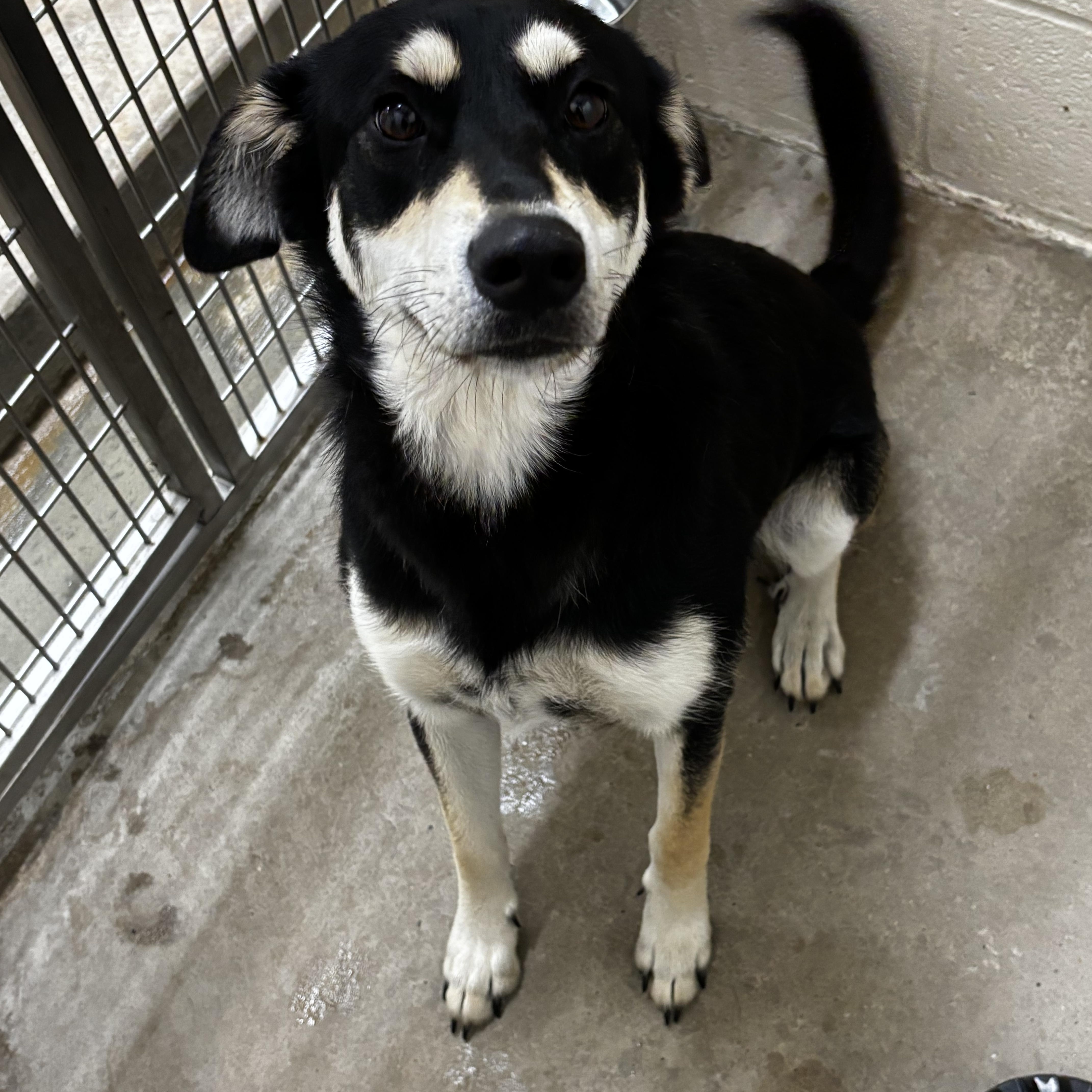 Envy, Adoptable, Young Female German Shepherd Dog & Husky.