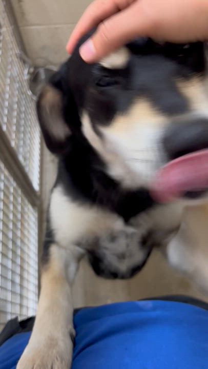 Enlarge Envy, a Adoptable mixed breed in Collierville, TN video 3/3