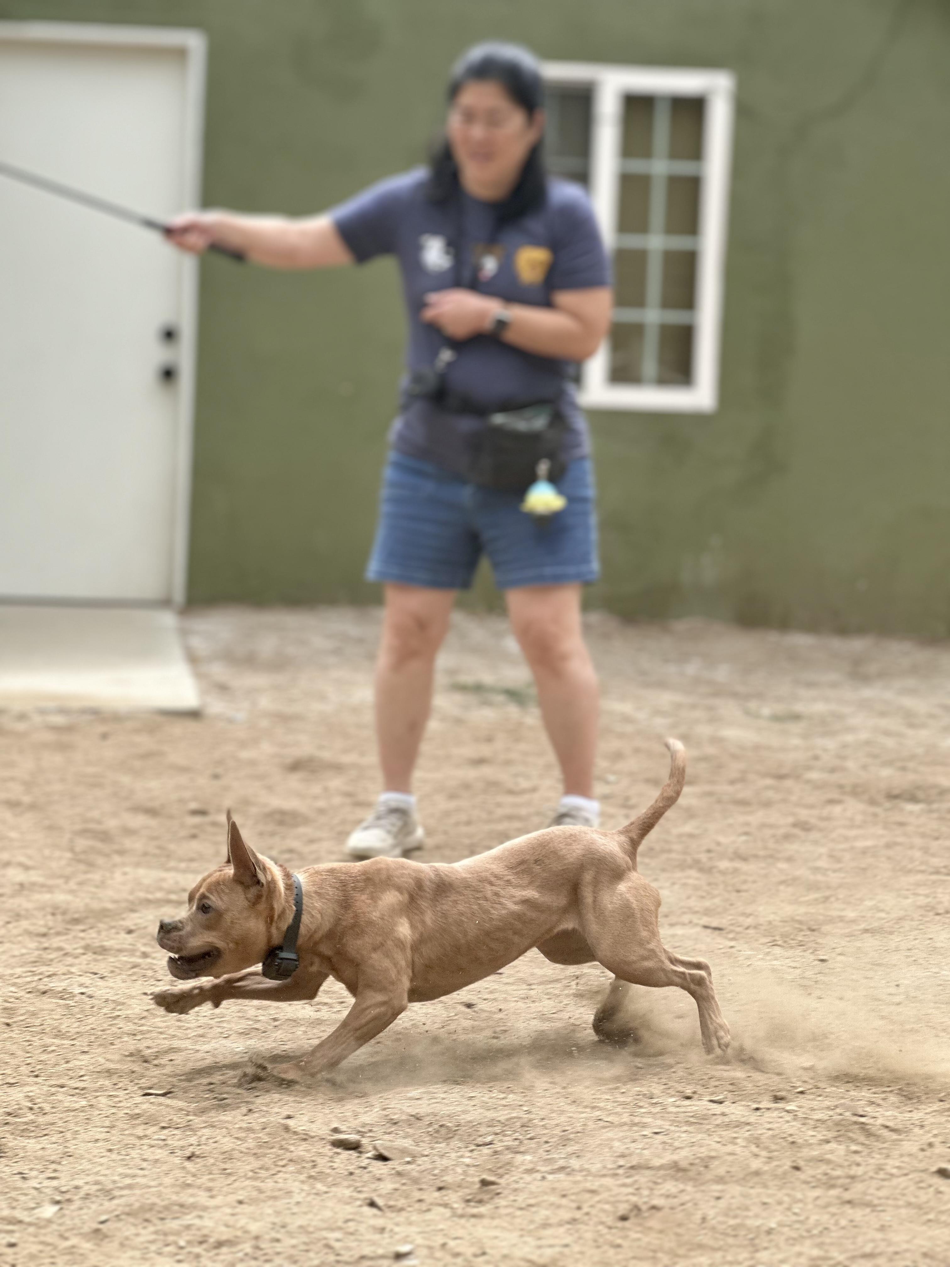 Maizy, Adoptable, Young Female French Bulldog & American Bully.