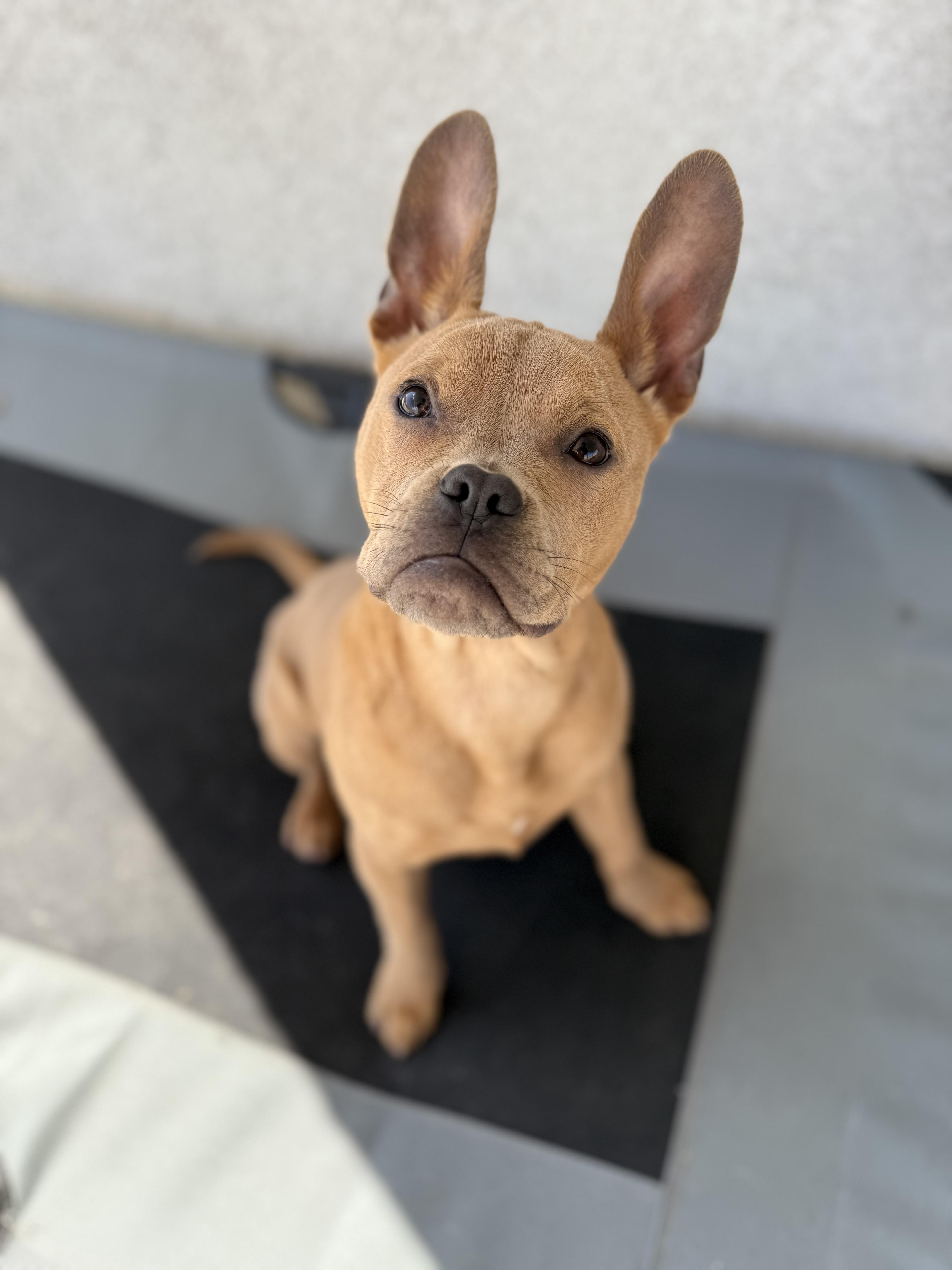 Enlarge Maizy, a Adoptable mixed breed in Palmdale, CA image 5/5