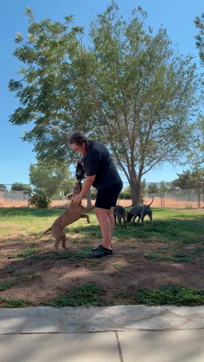 Enlarge Maizy, a Adoptable mixed breed in Palmdale, CA video 2/5