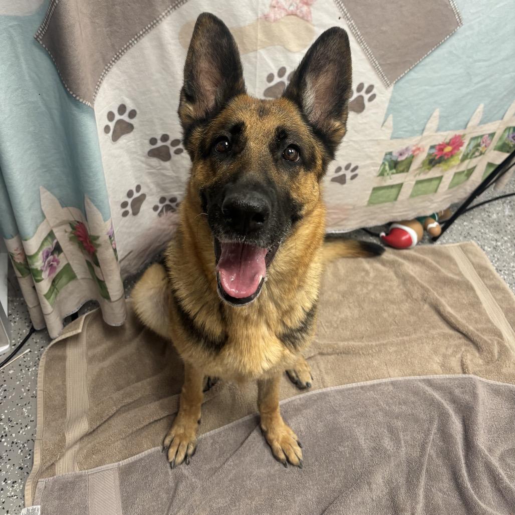 Anuhea, Adoptable, Adult Female German Shepherd Dog.