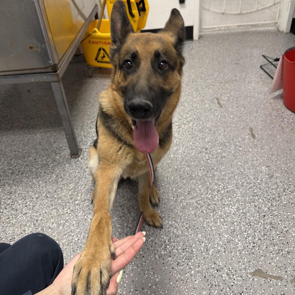 Anuhea, a Adoptable German Shepherd Dog in Henderson, NV image 2/2