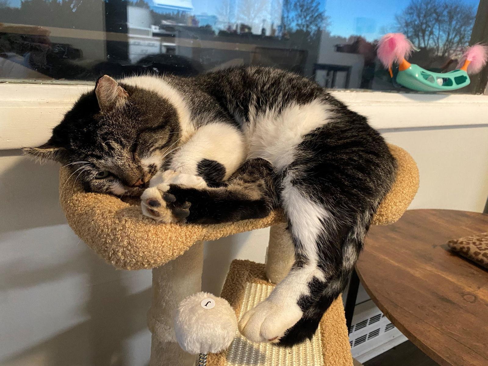 Enlarge Bob(cat), a Adoptable Domestic Short Hair in Minneapolis, MN image 3/3