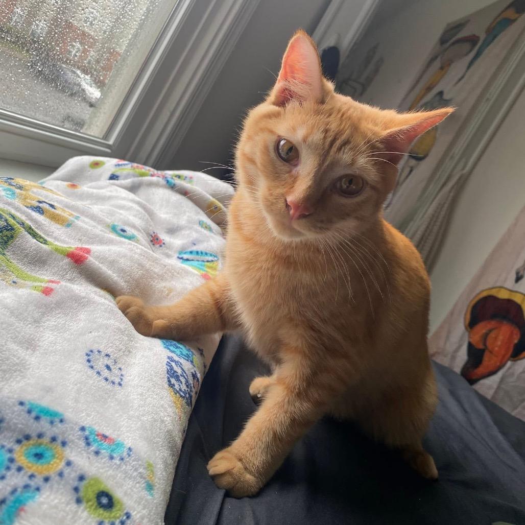 Chicken, a Adoptable Domestic Short Hair in Ashland, VA image 1/2