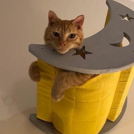 Chicken, a Adoptable Domestic Short Hair in Ashland, VA image 2/2