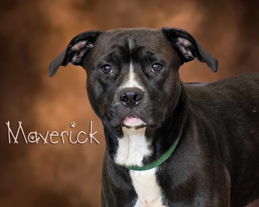 Maverick