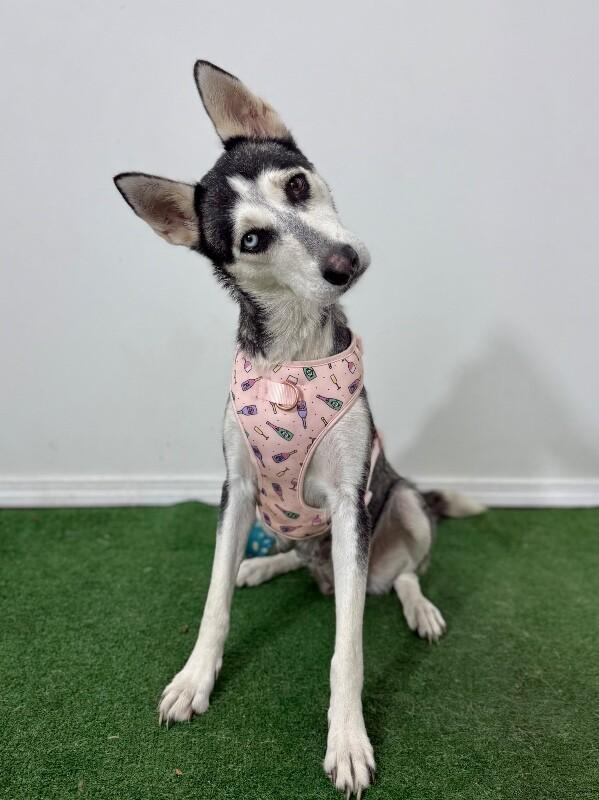 Enlarge Sasha, a Adoptable mixed breed in Petaluma, CA image 1/1