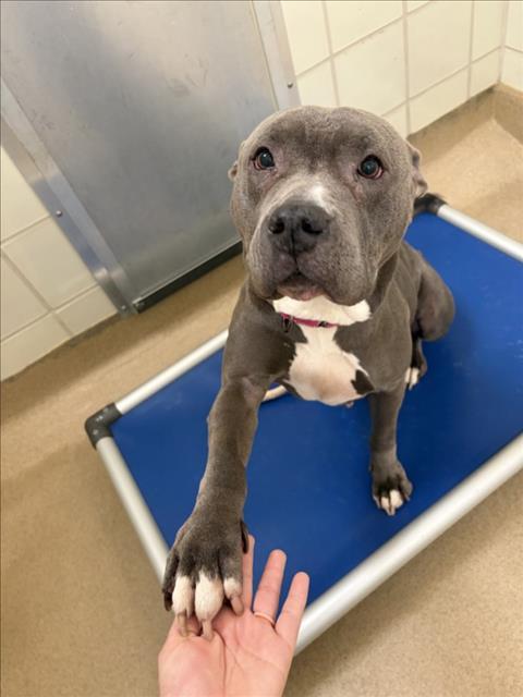 ROXY, Adoptable, Adult Female Pit Bull Terrier.