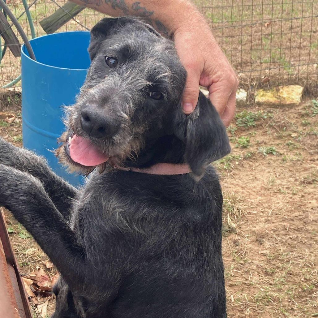 Clementine, a Adoptable German Wirehaired Pointer in Wadena, MN image 1/3