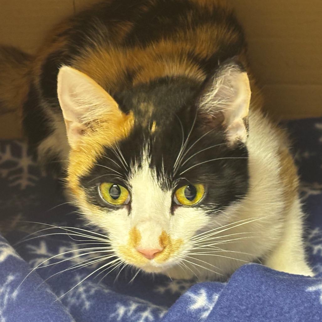 Petra, Adoptable, Young Female Domestic Short Hair.