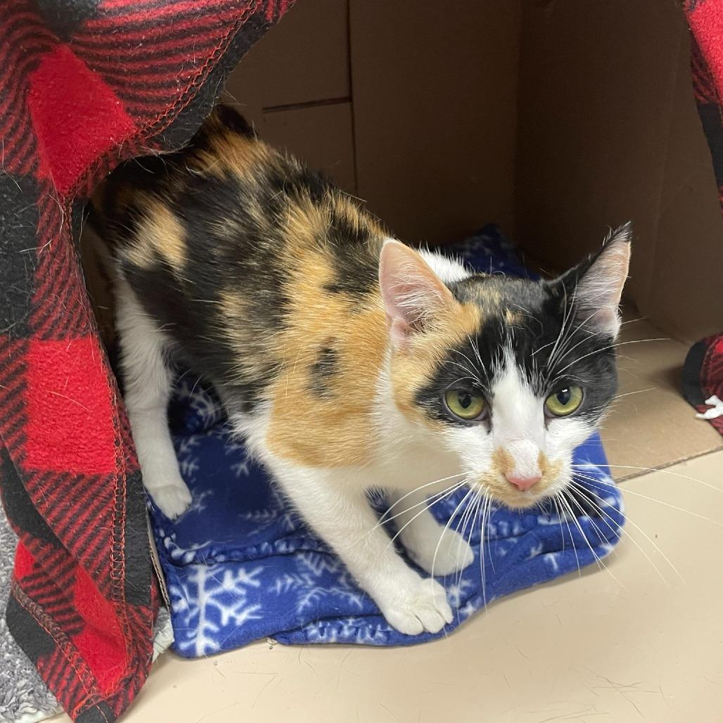 Enlarge Petra, a Adoptable Domestic Short Hair in Mebane, NC image 2/5