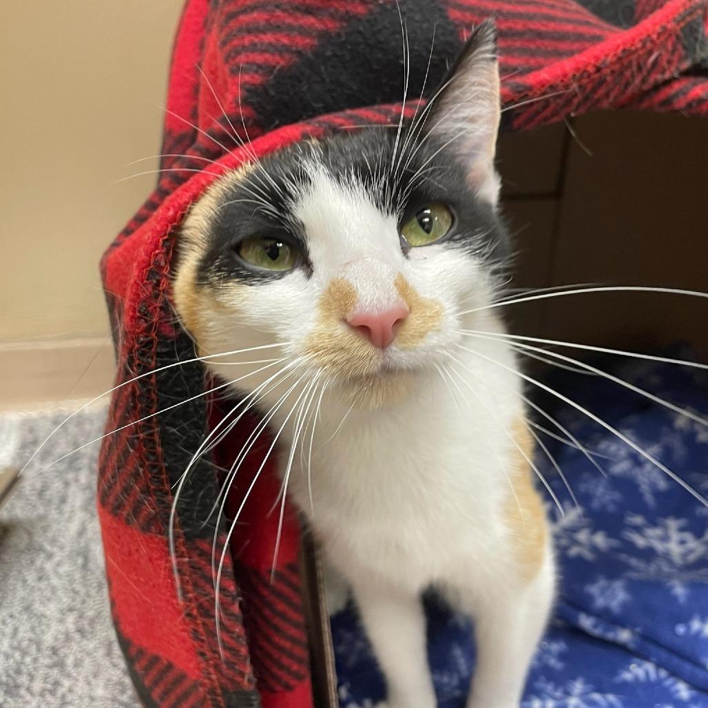 Enlarge Petra, a Adoptable Domestic Short Hair in Mebane, NC image 3/5