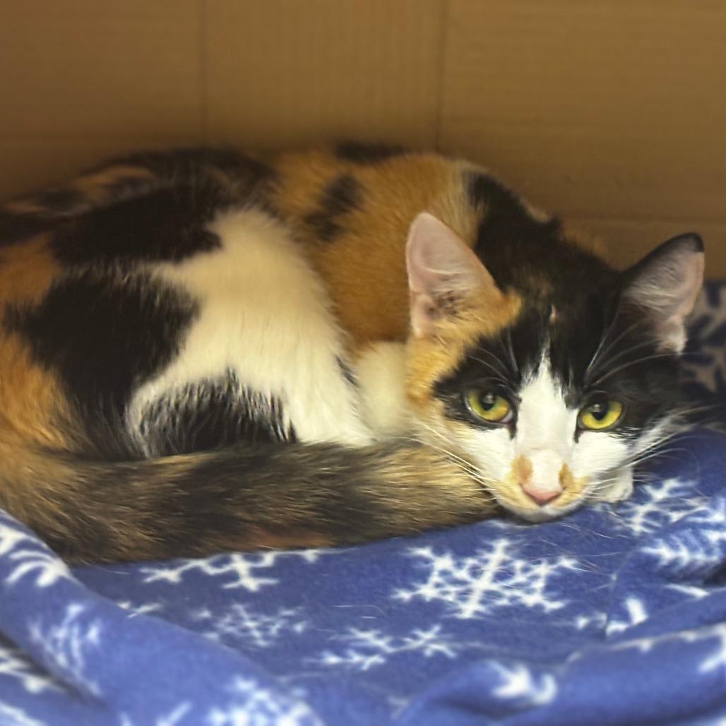 Enlarge Petra, a Adoptable Domestic Short Hair in Mebane, NC image 4/5