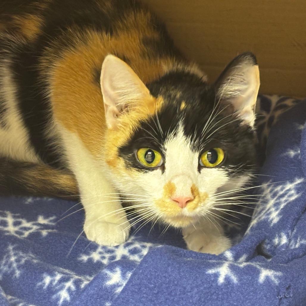 Enlarge Petra, a Adoptable Domestic Short Hair in Mebane, NC image 5/5