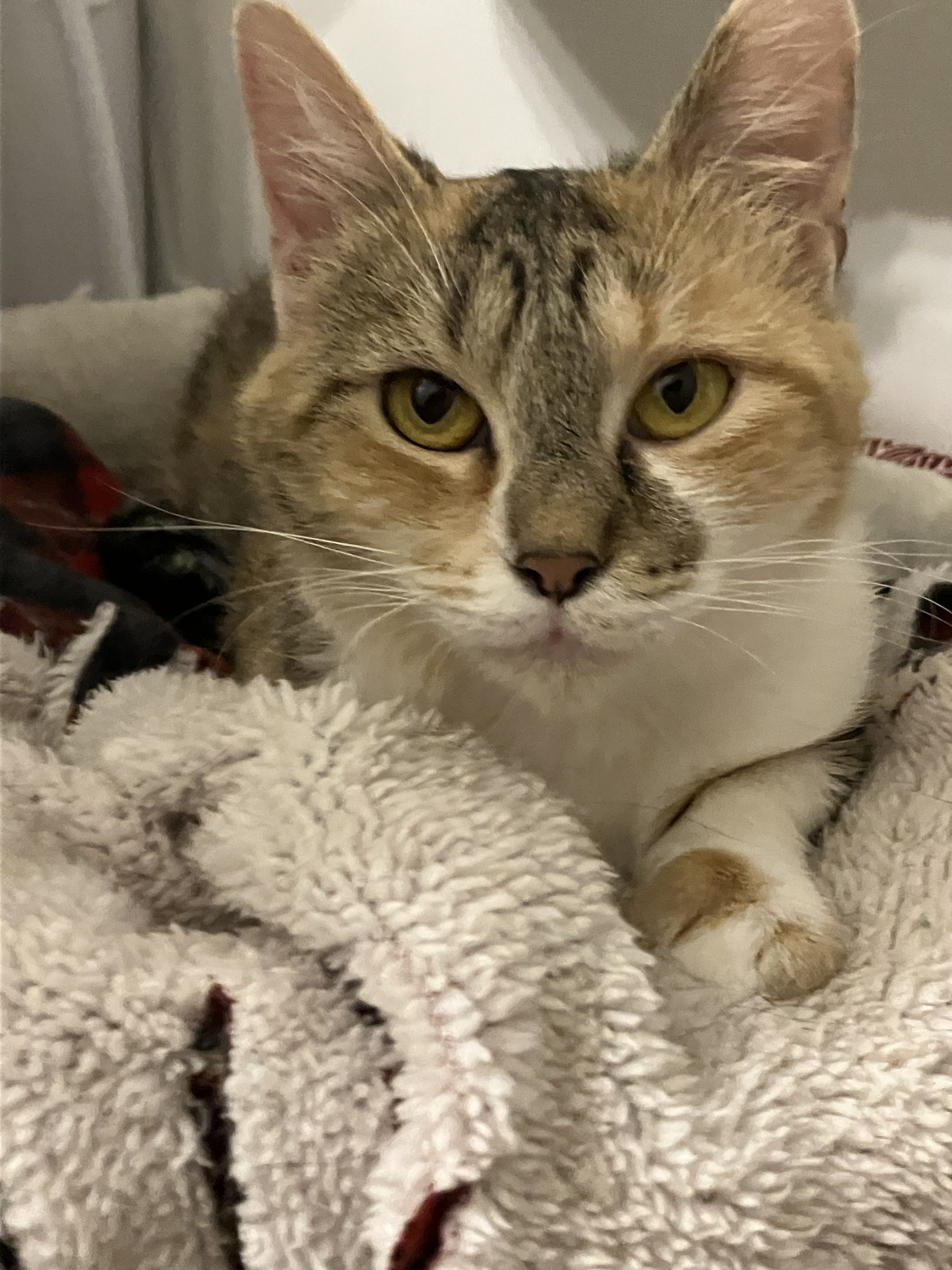 Ziggy, a Adoptable Domestic Short Hair in Mount Airy, MD image 1/5