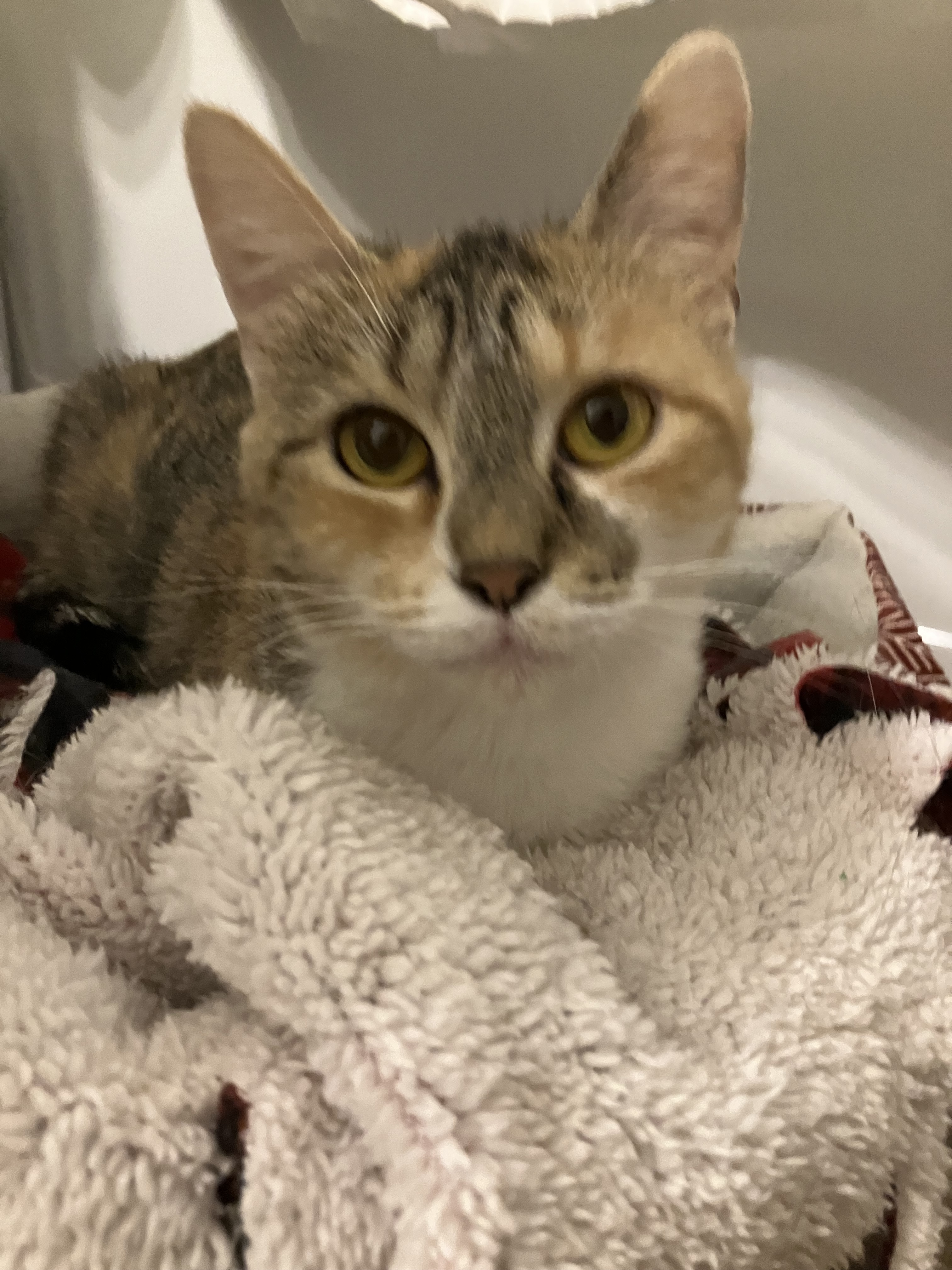 Ziggy, a Adoptable Domestic Short Hair in Mount Airy, MD image 2/5