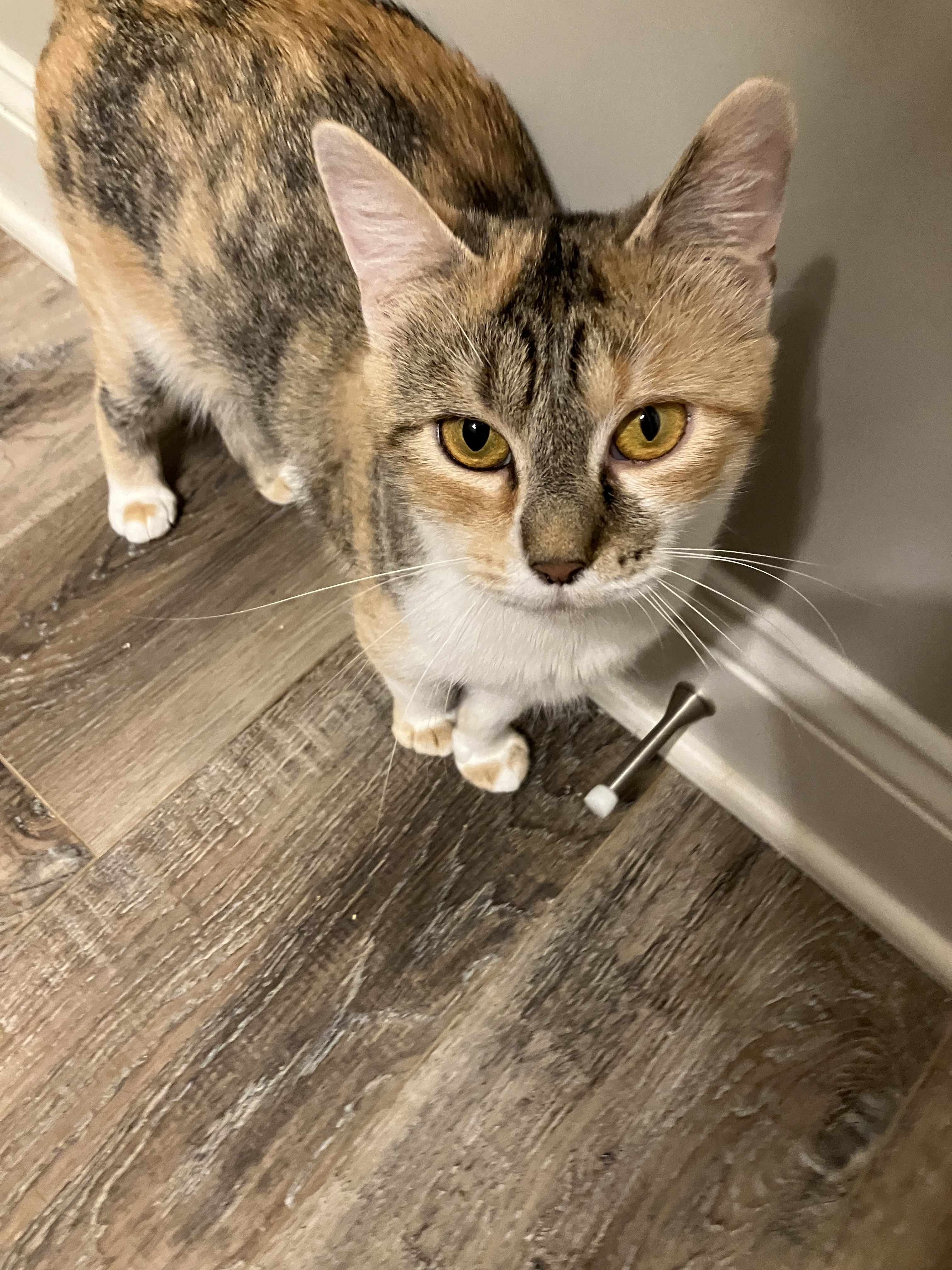 Ziggy, a Adoptable Domestic Short Hair in Mount Airy, MD image 3/5