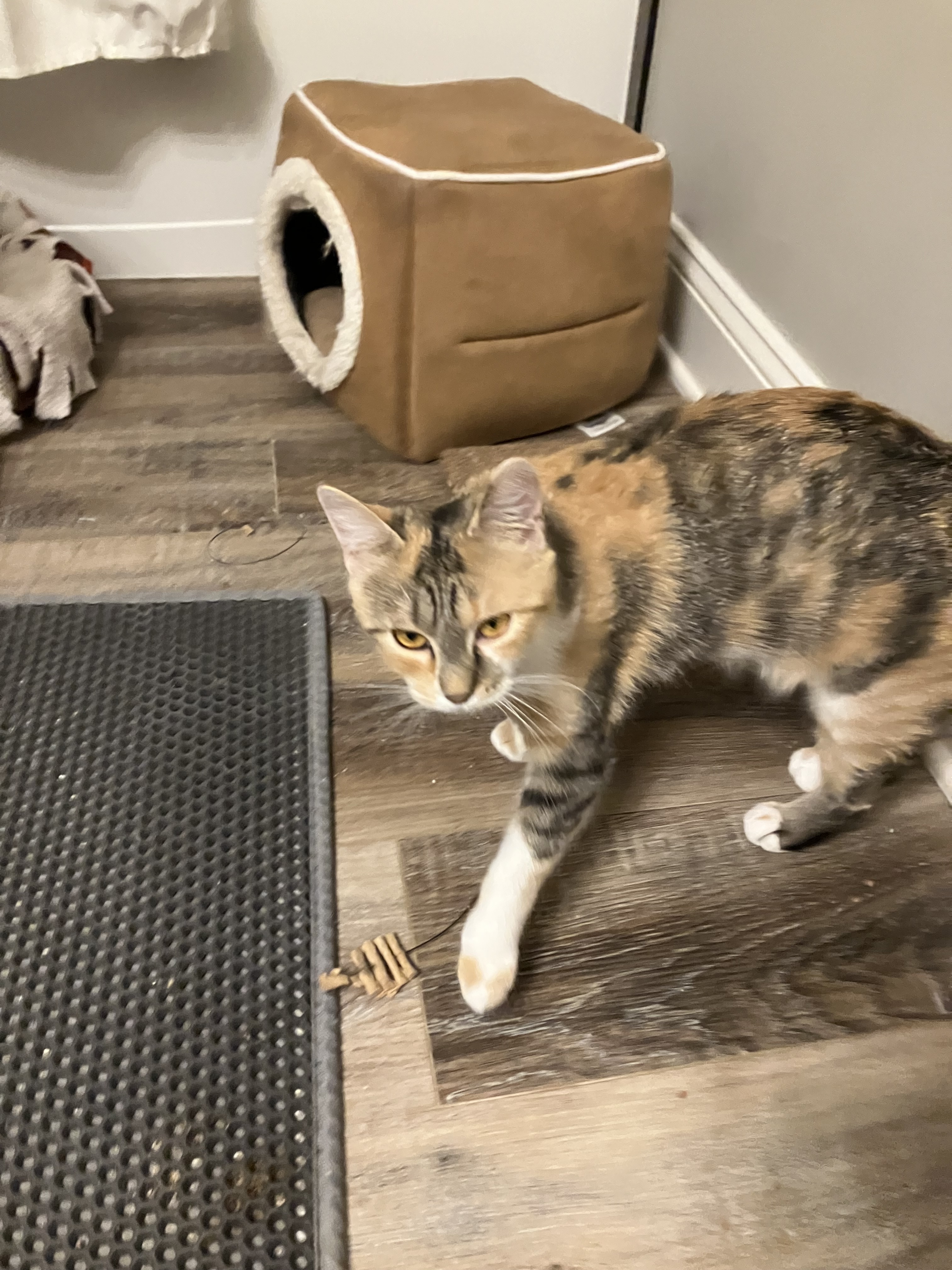 Ziggy, a Adoptable Domestic Short Hair in Mount Airy, MD image 4/5