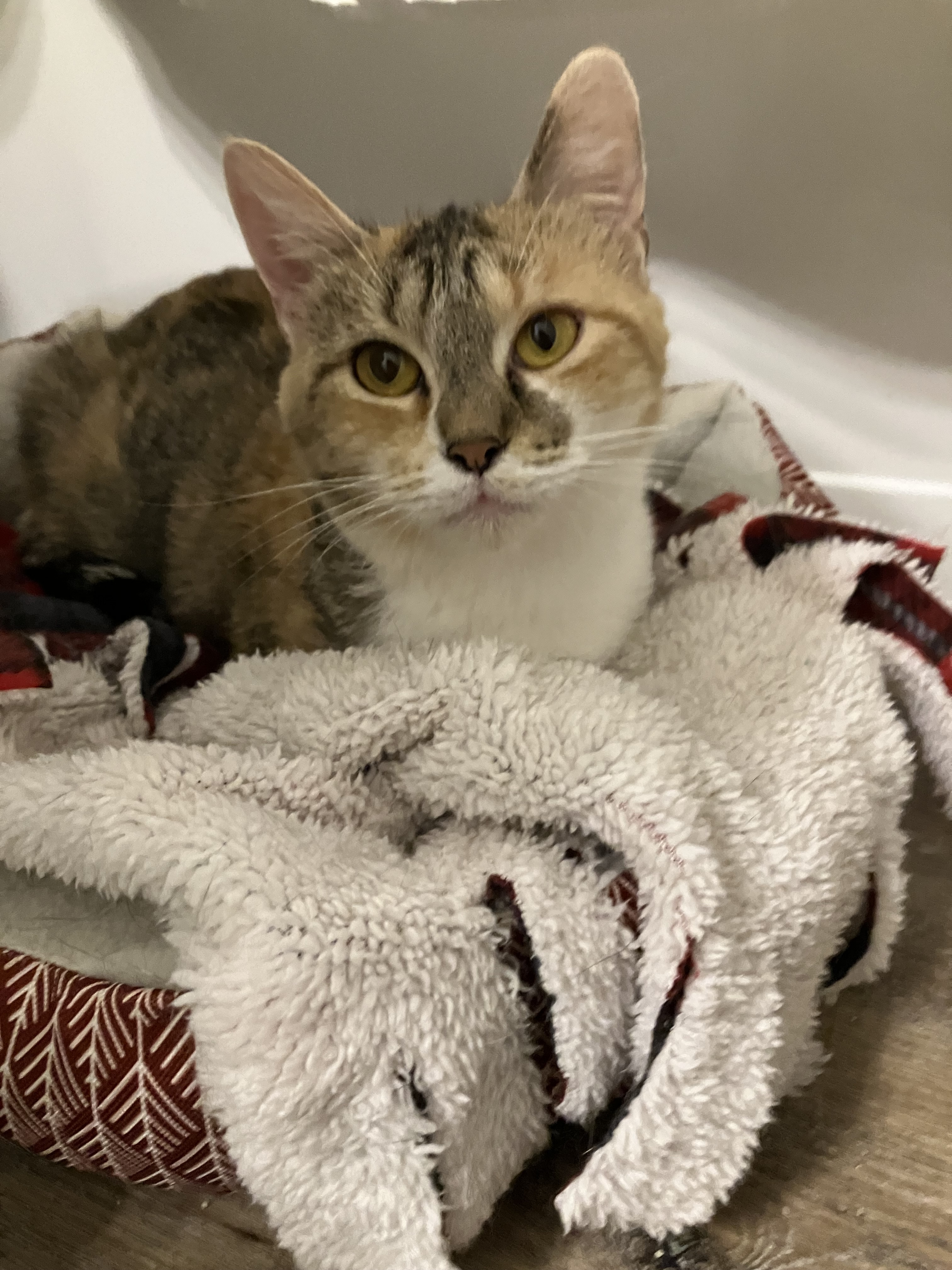 Ziggy, a Adoptable Domestic Short Hair in Mount Airy, MD image 5/5