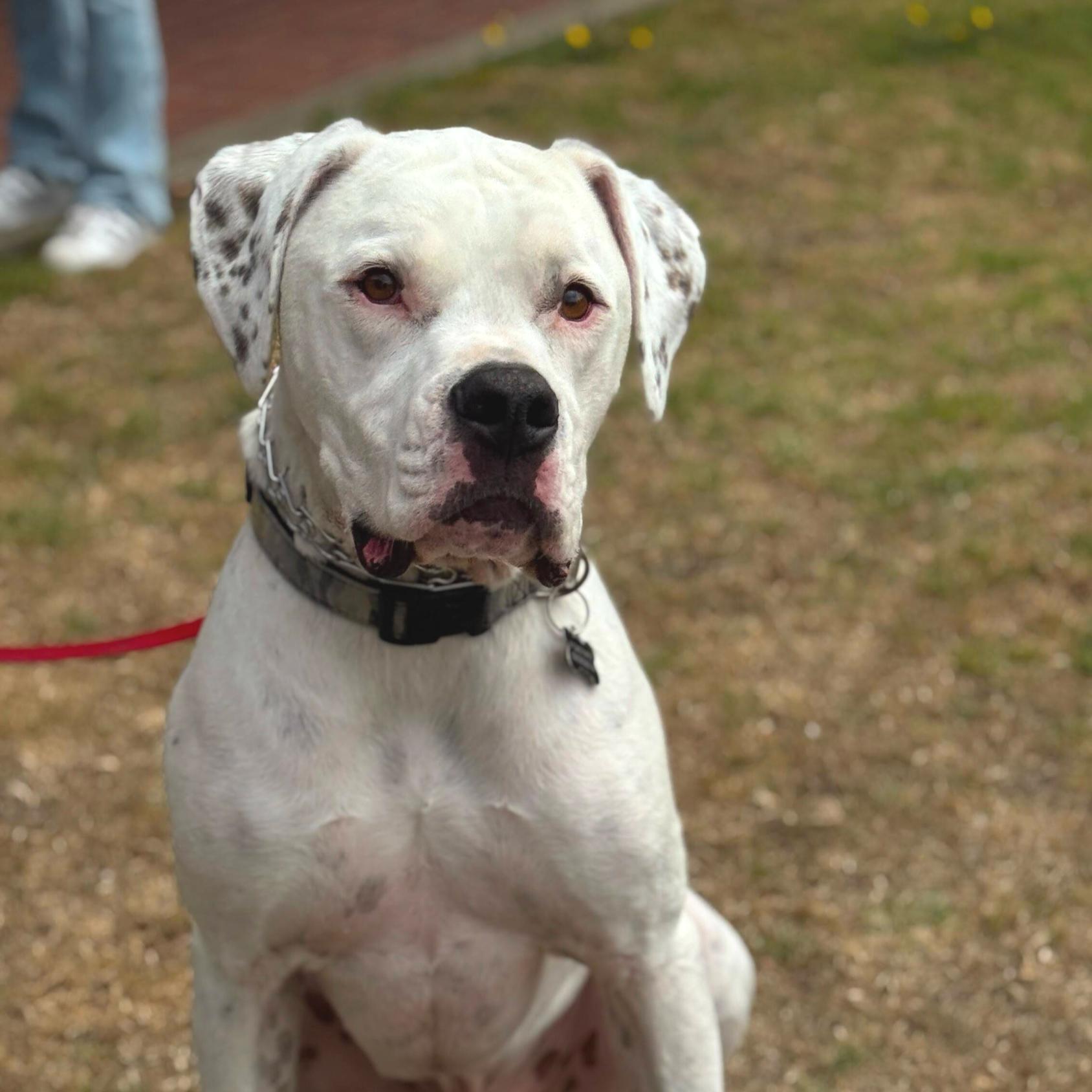 CHEWY, Adoptable, Adult Male Dogo Argentino.