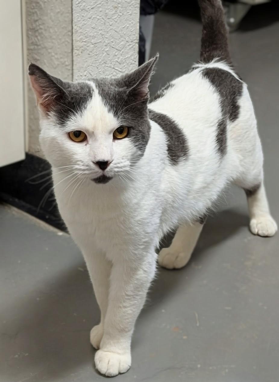 Enlarge Silver, a Adoptable Domestic Short Hair in Bisbee, AZ image 1/2