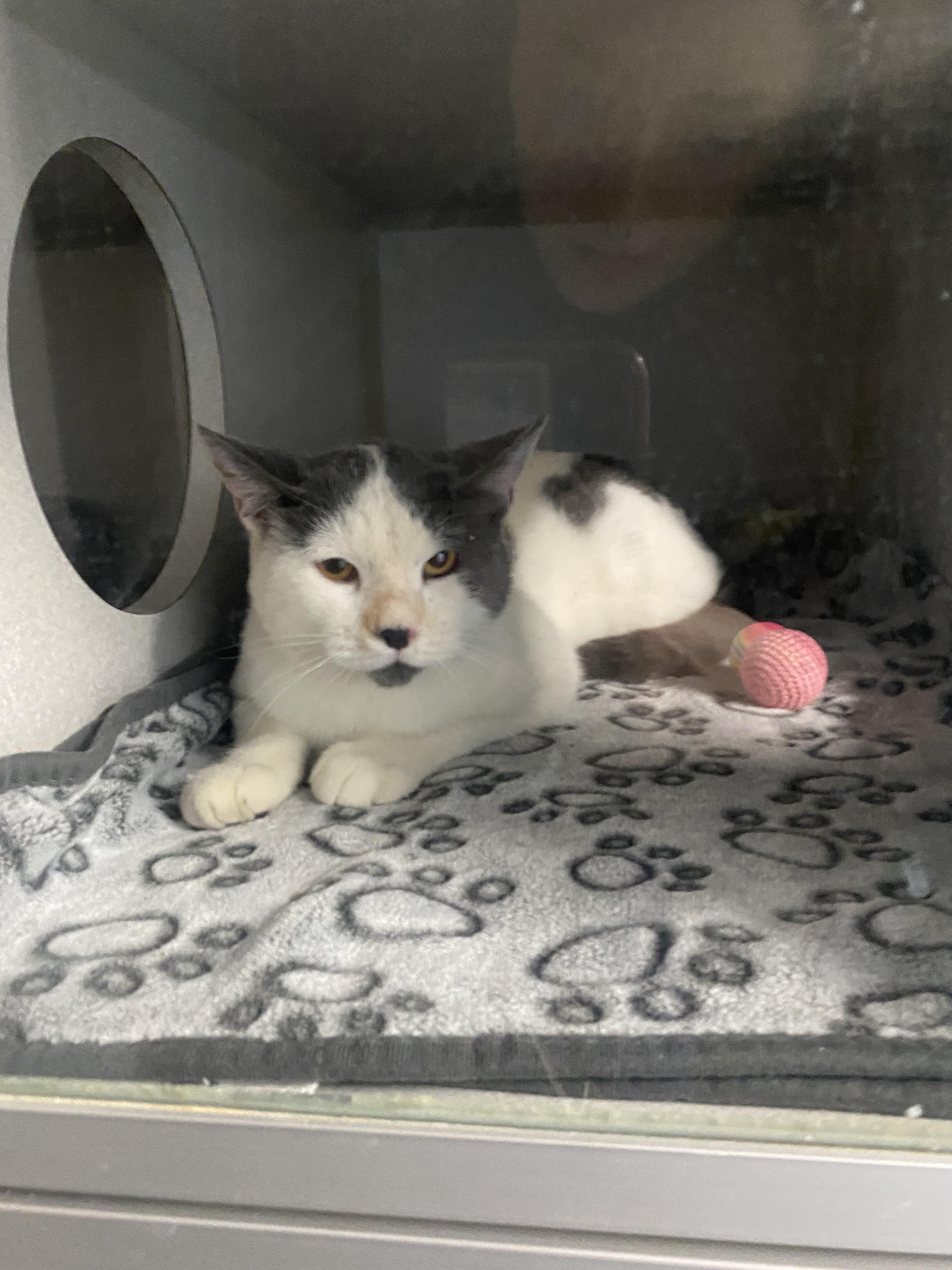 Enlarge Silver, a Adoptable Domestic Short Hair in Bisbee, AZ image 2/2