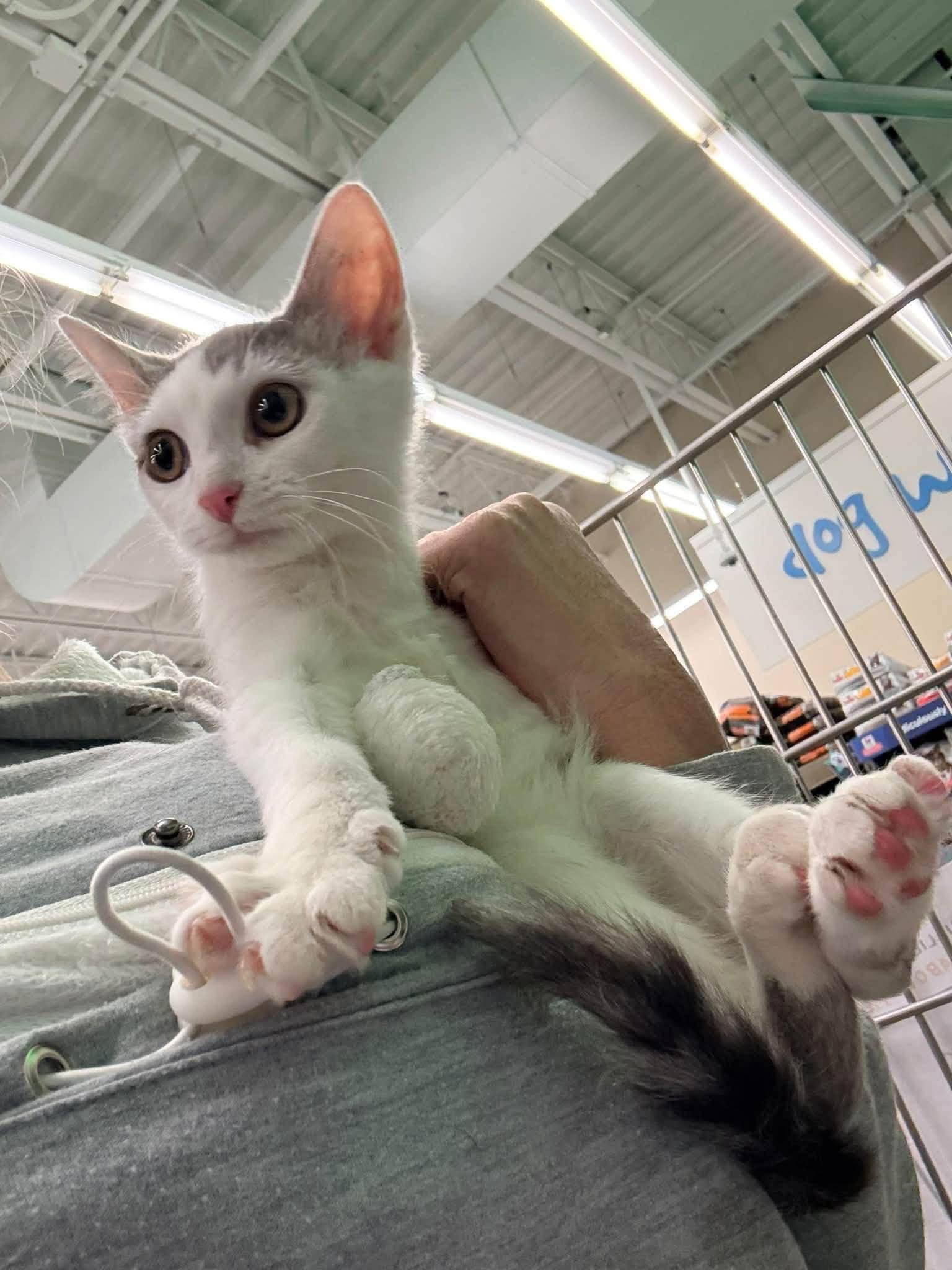 Enlarge Helios, a Adopted Domestic Short Hair in Cleveland, OH image 2/5