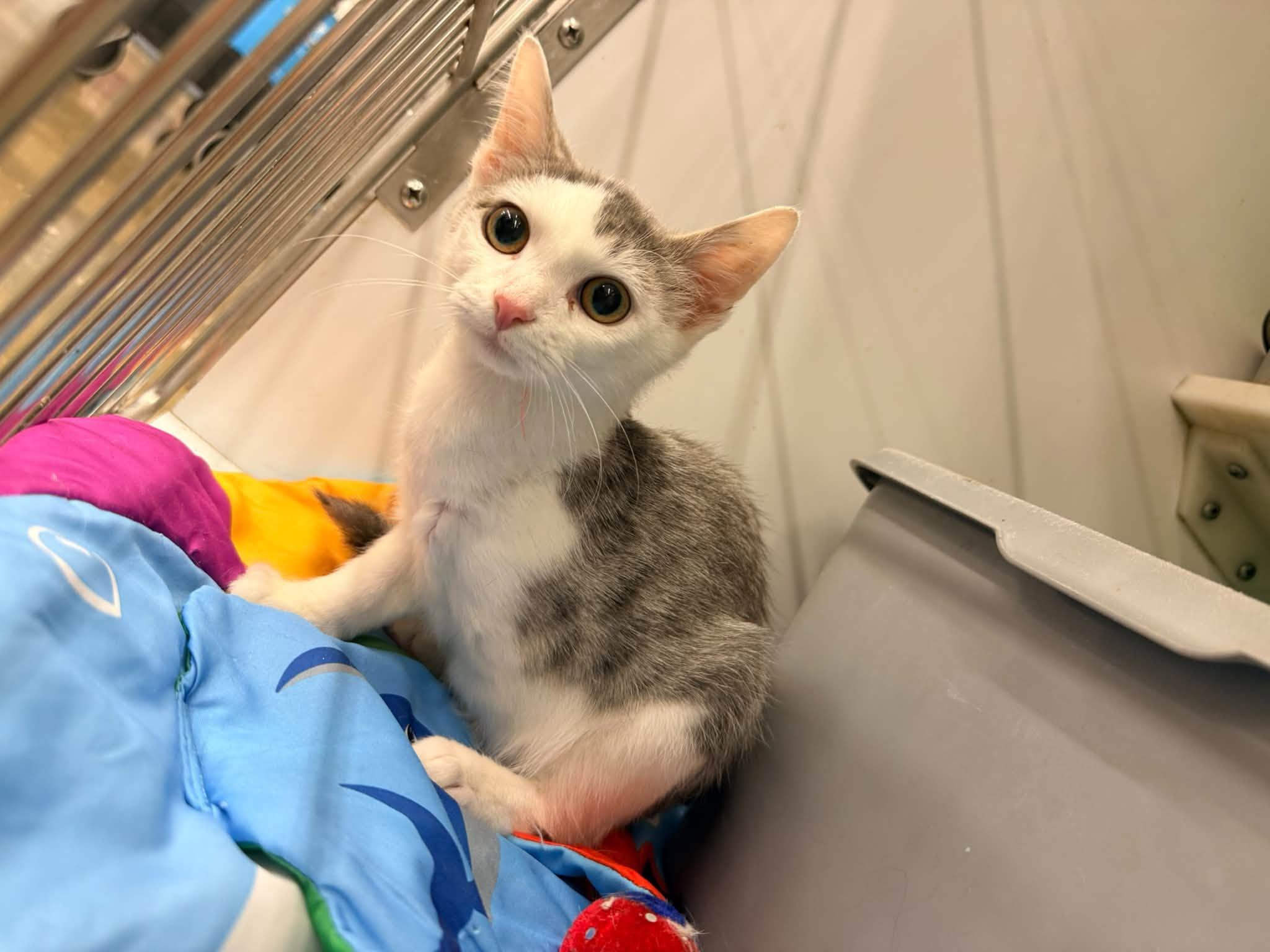 Enlarge Helios, a Adopted Domestic Short Hair in Cleveland, OH image 3/5