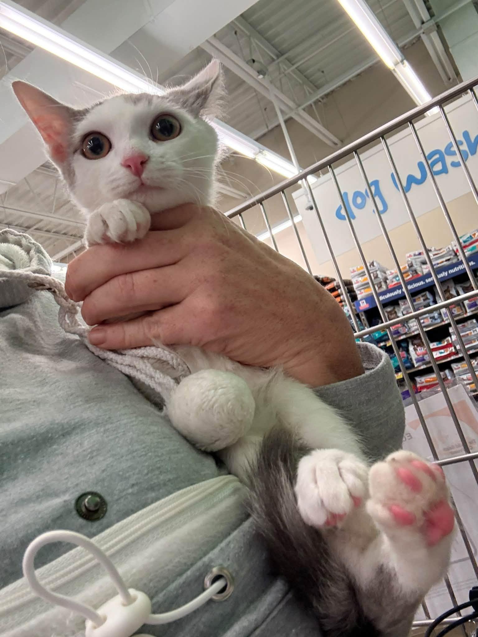 Enlarge Helios, a Adopted Domestic Short Hair in Cleveland, OH image 4/5