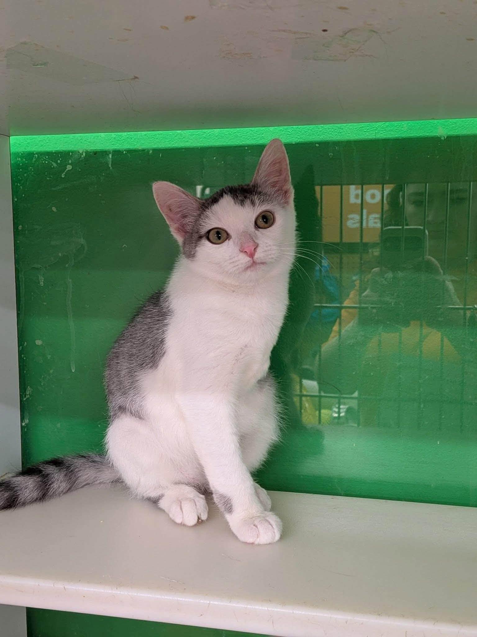 Helios, Adopted, Kitten Male Domestic Short Hair.