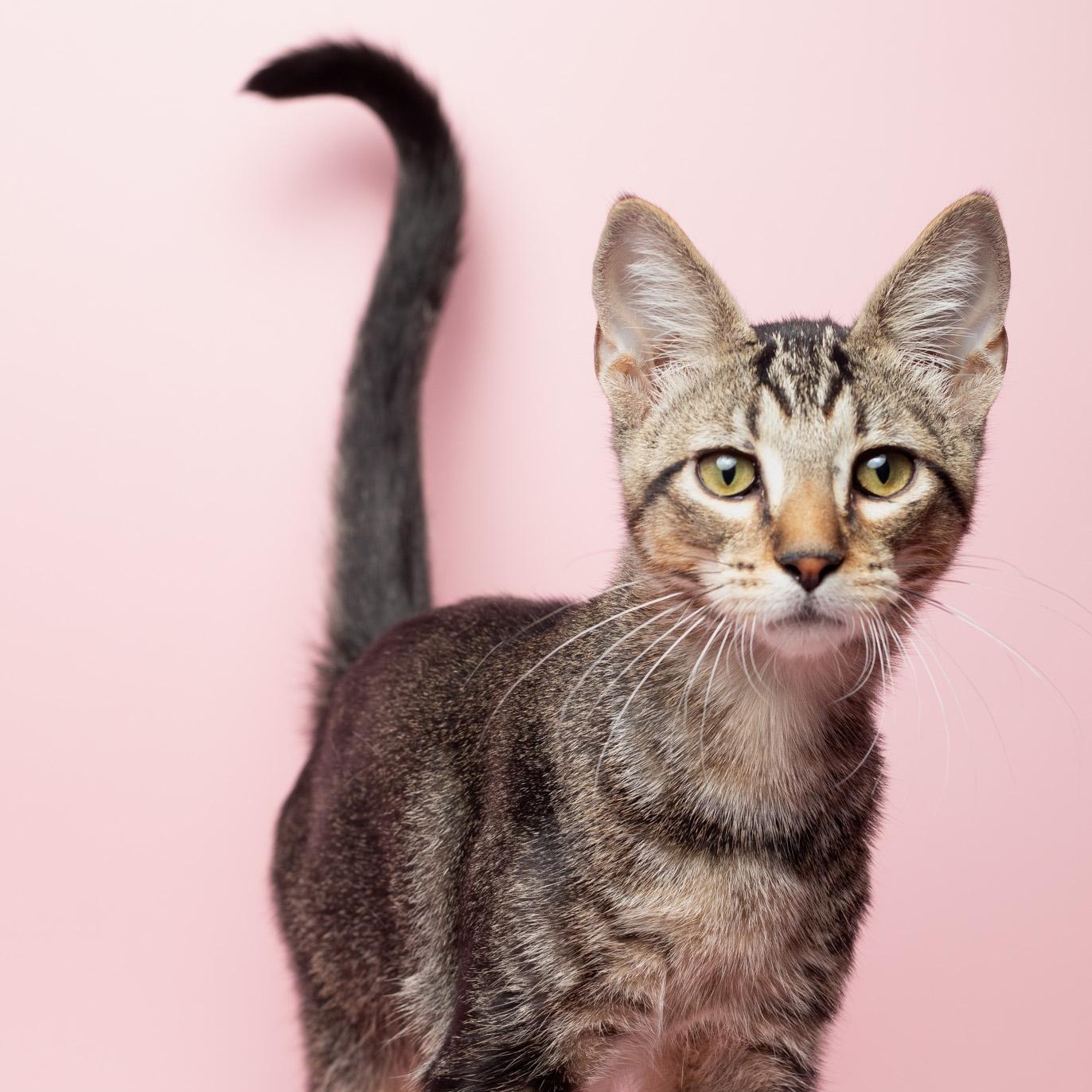 Turbo at Fat Cat Cafe, ADOPTABLE, Kitten Male Domestic Short Hair.