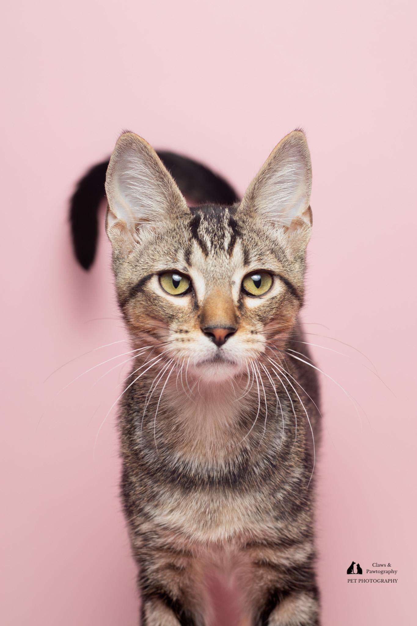 Enlarge Turbo at Fat Cat Cafe, a ADOPTABLE Domestic Short Hair in Tallahassee, FL image 2/6