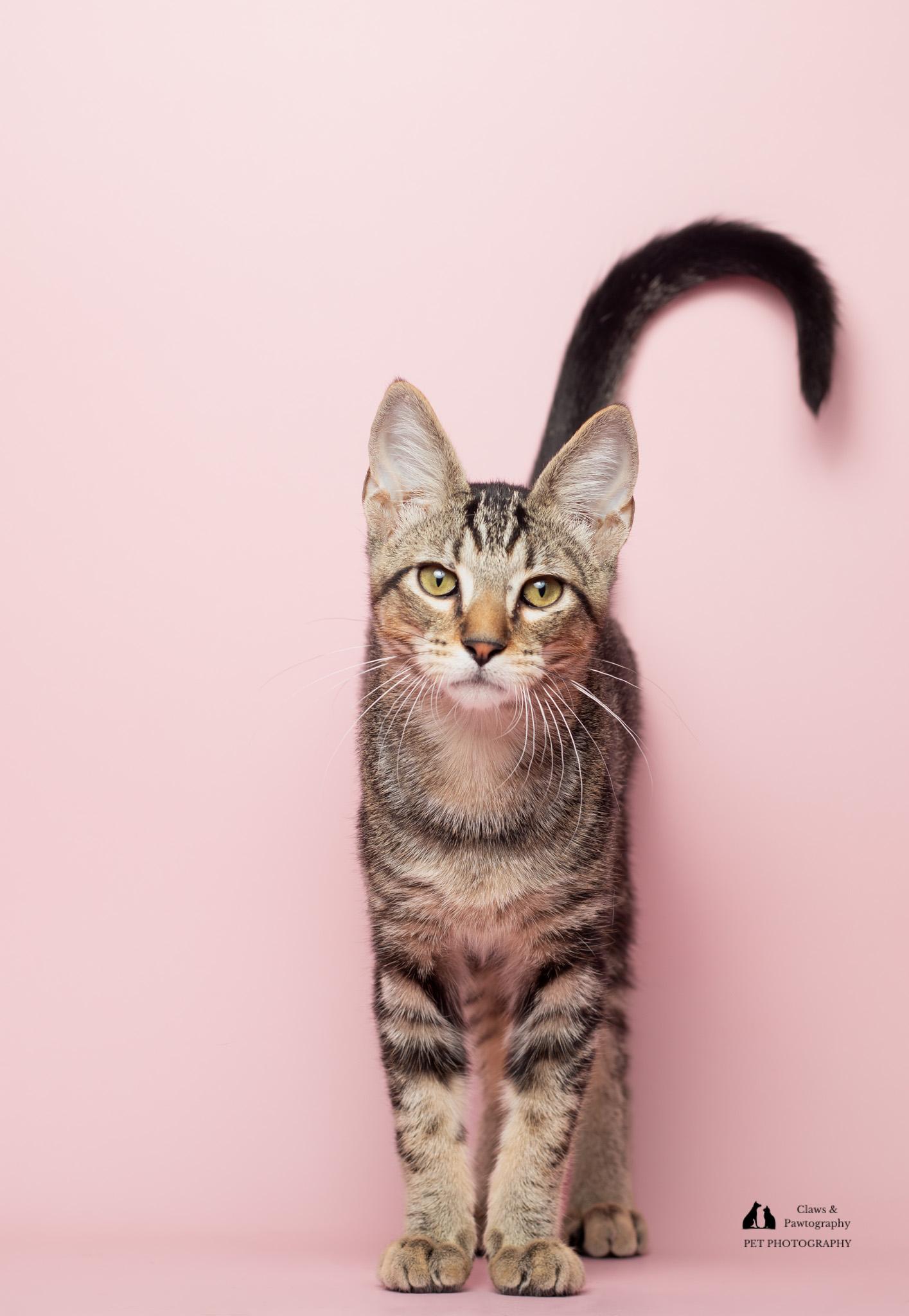Enlarge Turbo at Fat Cat Cafe, a ADOPTABLE Domestic Short Hair in Tallahassee, FL image 5/6