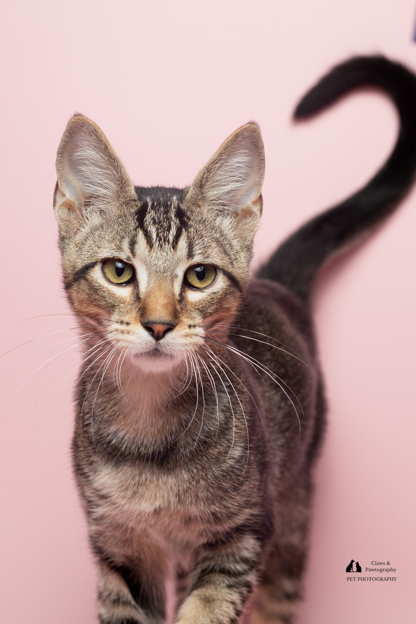 Enlarge Turbo at Fat Cat Cafe, a ADOPTABLE Domestic Short Hair in Tallahassee, FL image 3/6