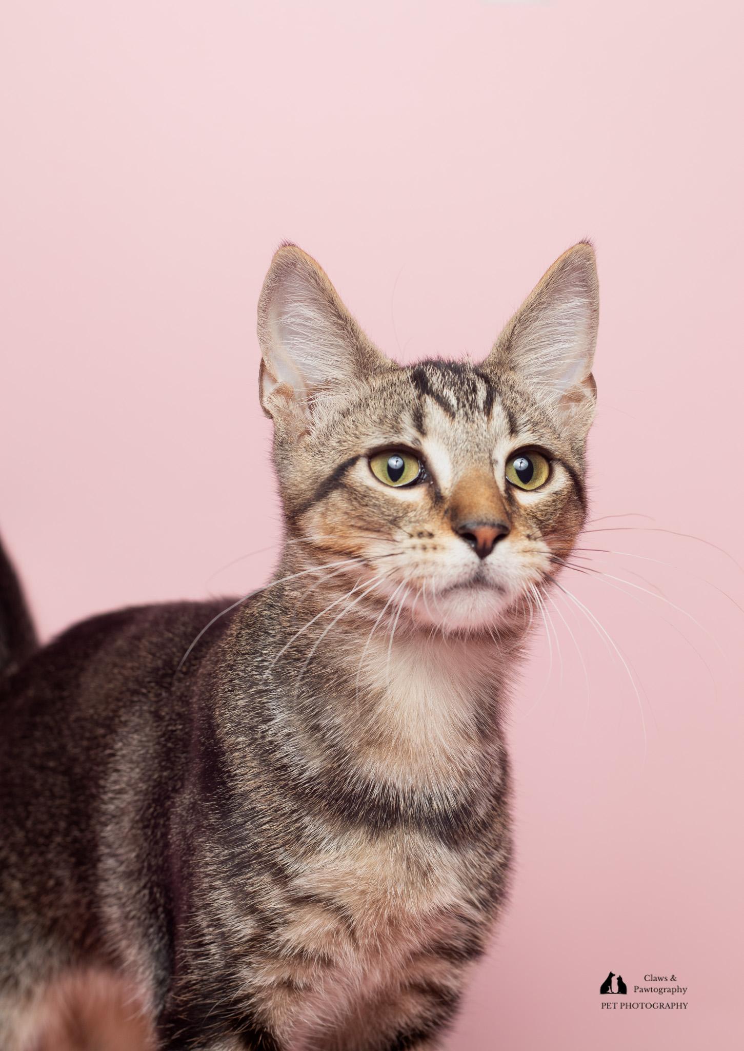Enlarge Turbo at Fat Cat Cafe, a ADOPTABLE Domestic Short Hair in Tallahassee, FL image 4/6