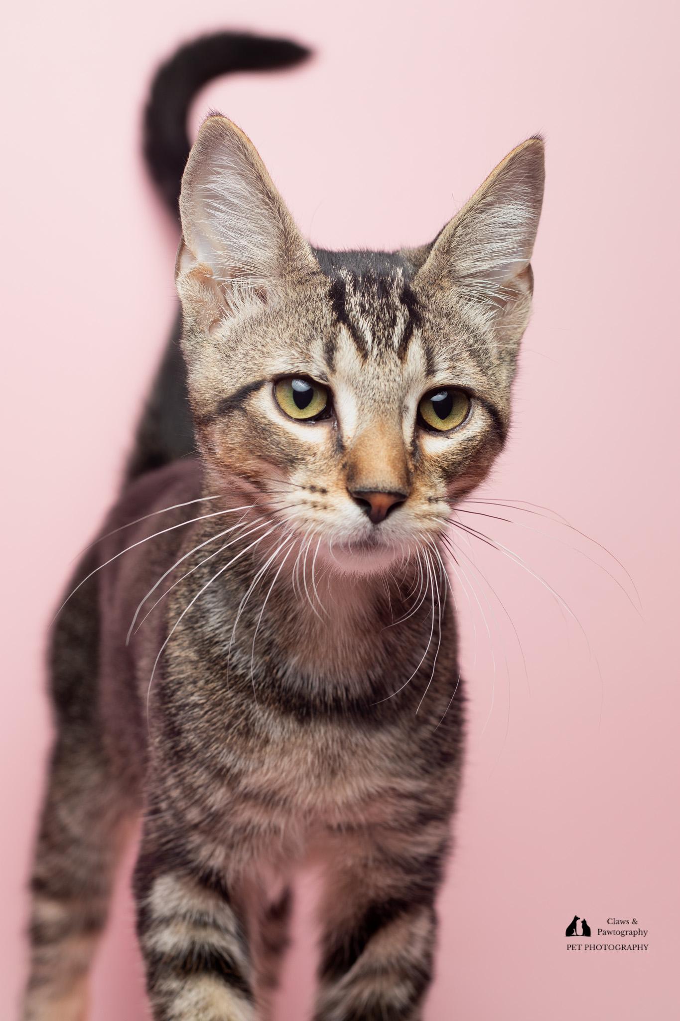 Enlarge Turbo at Fat Cat Cafe, a ADOPTABLE Domestic Short Hair in Tallahassee, FL image 6/6