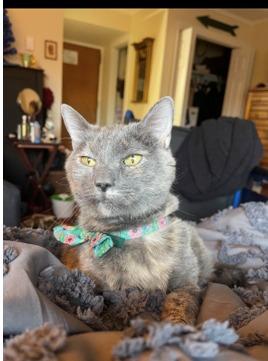 Enlarge Kippy (fka Daphne), a Adoptable mixed breed in Cumberland, ME image 1/4