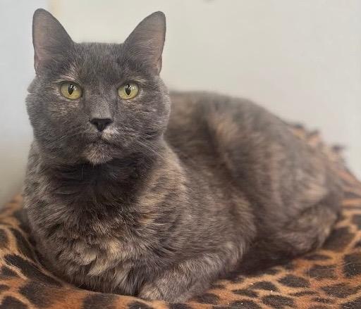 Enlarge Kippy (fka Daphne), a Adoptable mixed breed in Cumberland, ME image 3/4