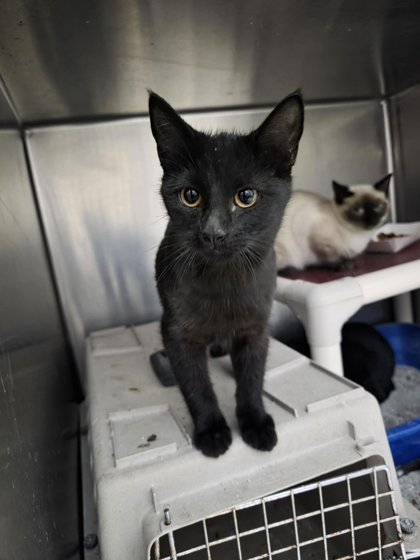 Enlarge Ziti, a Adoptable Domestic Short Hair in Detroit Lakes, MN image 1/1