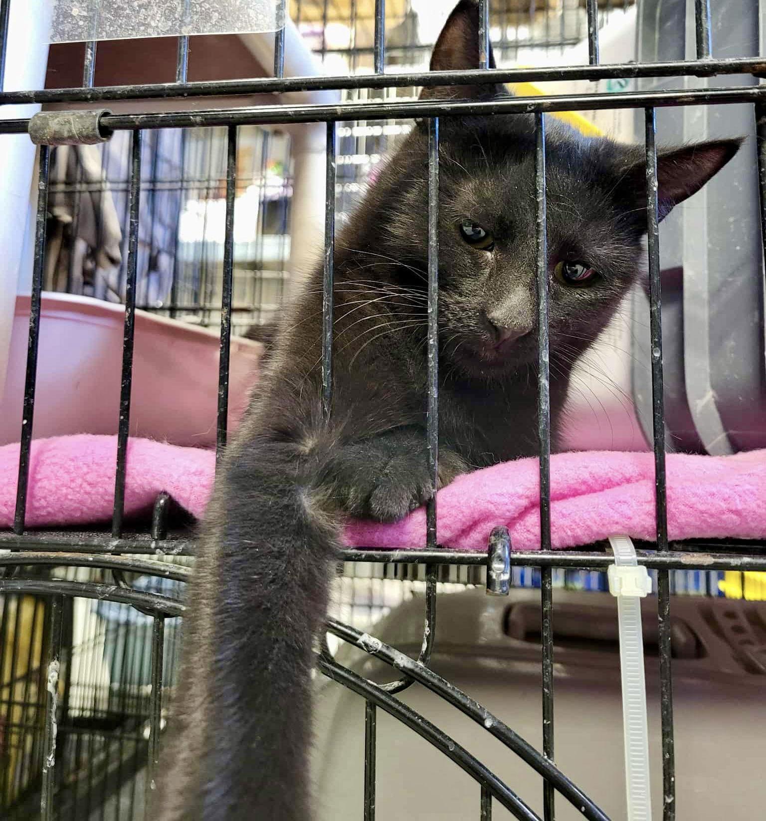 Ziti, a Adoptable Domestic Short Hair in Detroit Lakes, MN image 1/3