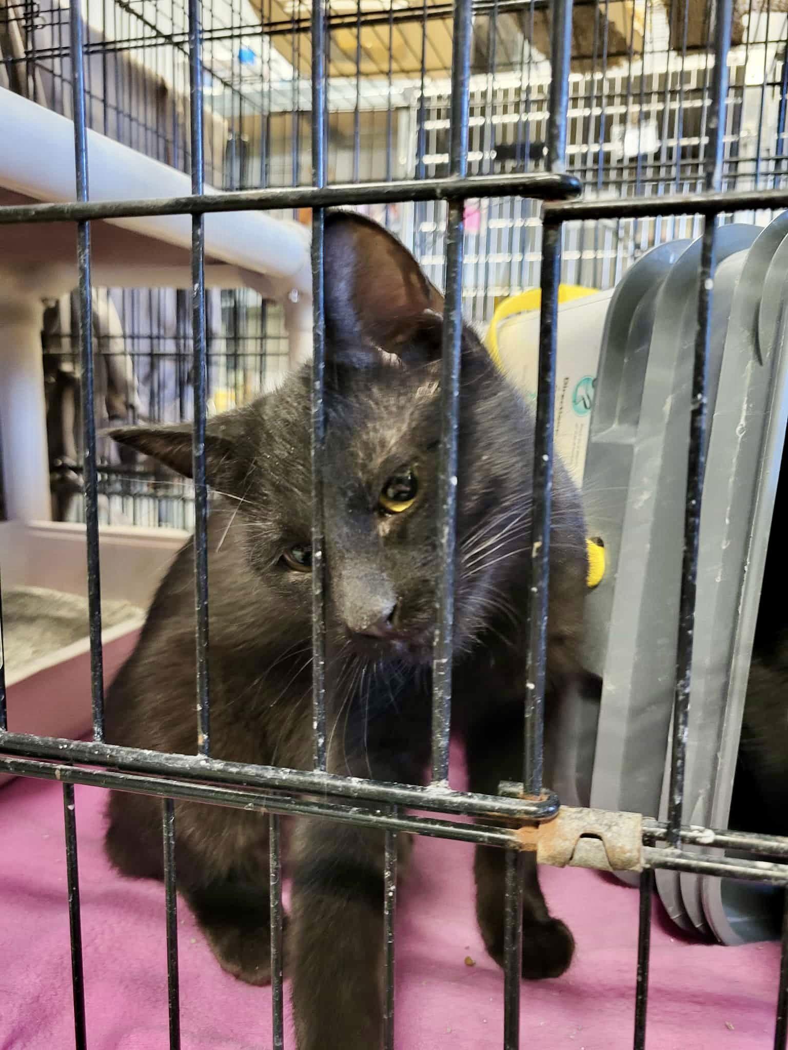 Ziti, a Adoptable Domestic Short Hair in Detroit Lakes, MN image 2/3