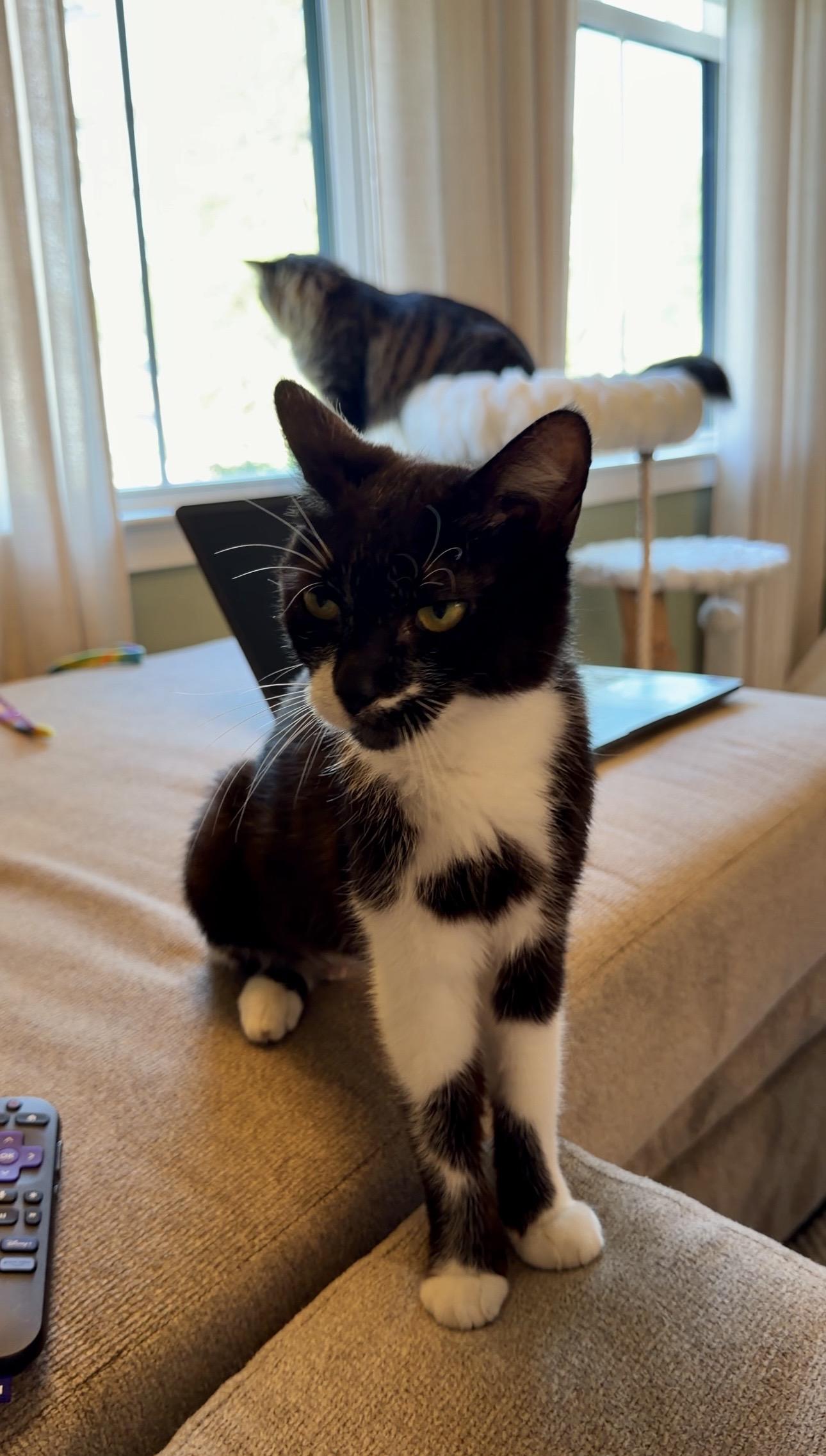 Juliet, a ADOPTABLE mixed breed in Waxhaw, NC image 4/6