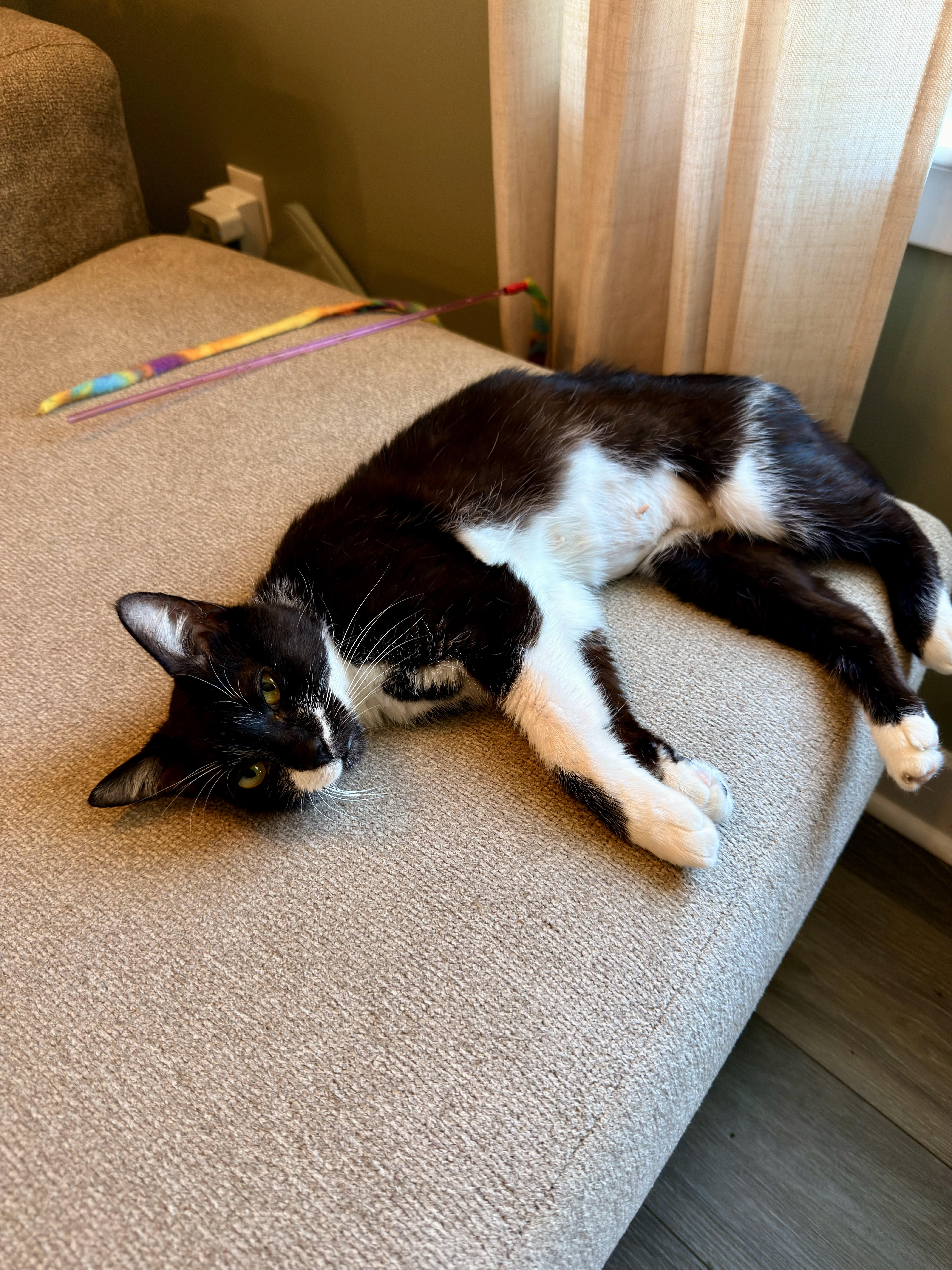 Juliet, a ADOPTABLE mixed breed in Waxhaw, NC image 3/6