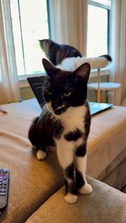 Juliet, a ADOPTABLE mixed breed in Waxhaw, NC image 2/4